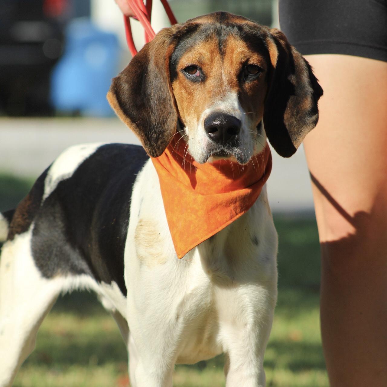 Enlarge Lockheed Martin, a Adoptable mixed breed in Smithtown, NY image 2/6