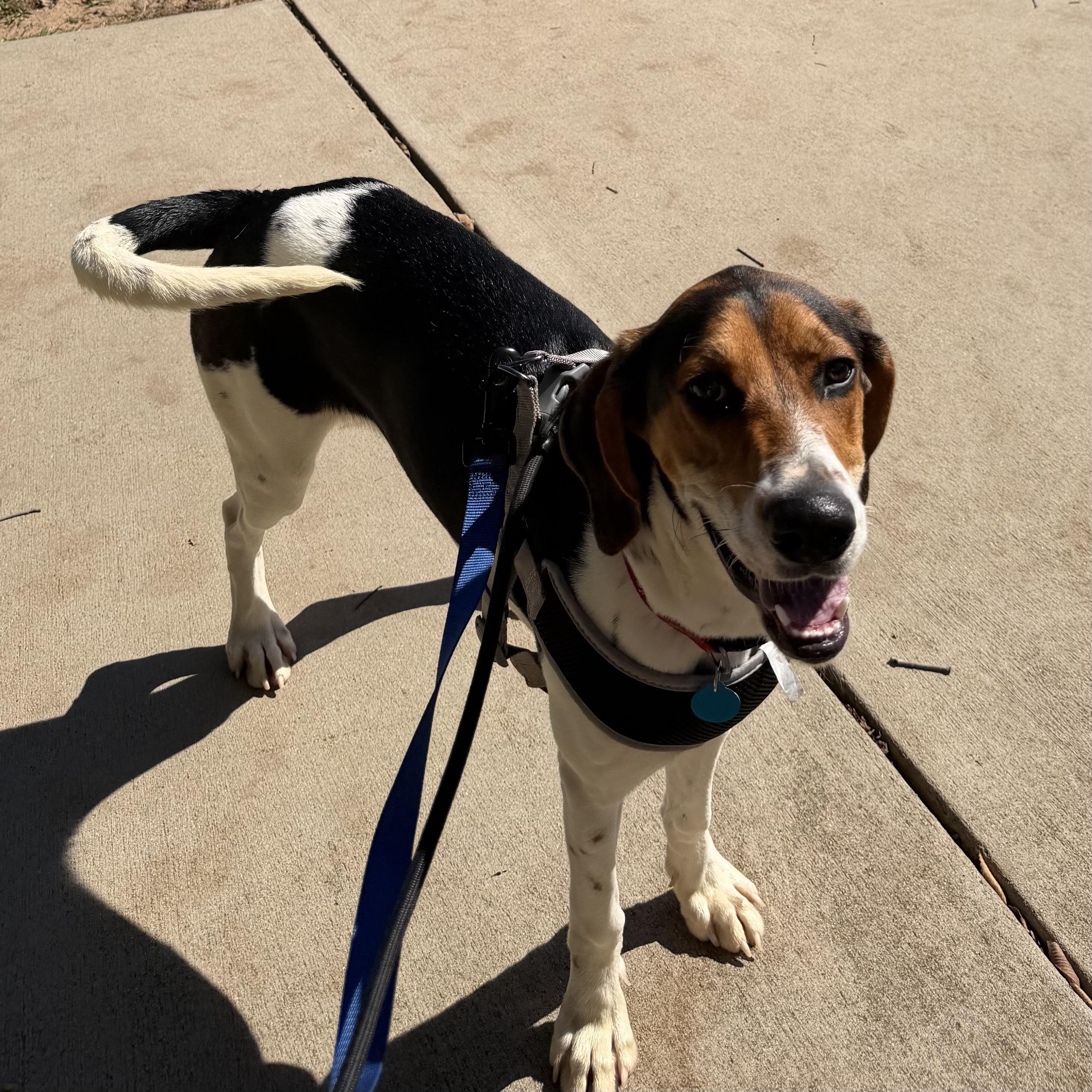 Enlarge Lockheed Martin, a Adoptable mixed breed in Smithtown, NY image 3/6
