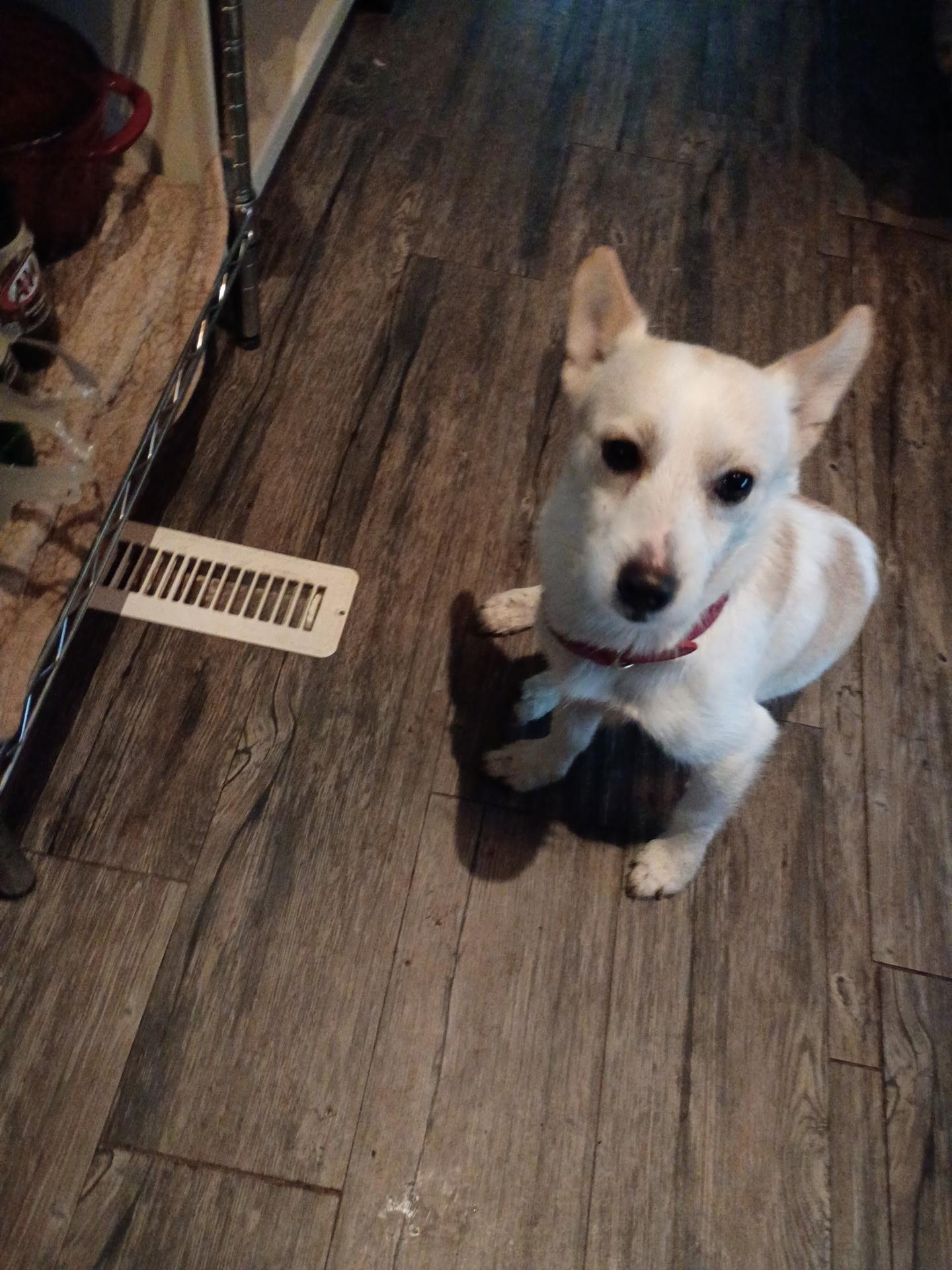 Enlarge Rufus, a ADOPTABLE mixed breed in Littleton, CO image 3/4