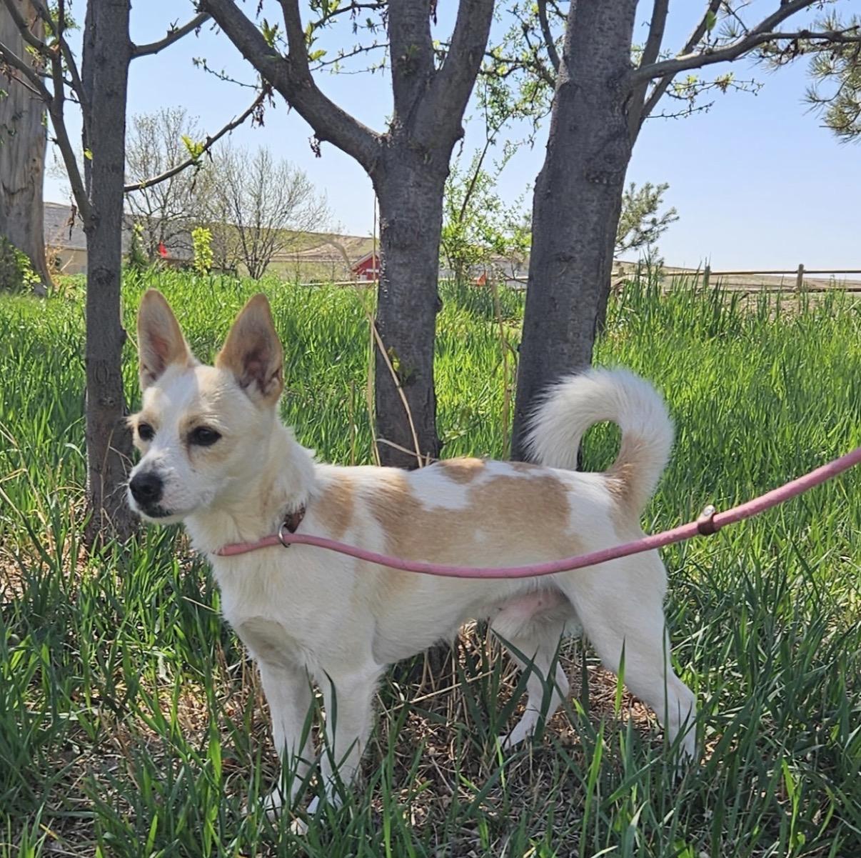 Rufus, ADOPTABLE, Adult Male West Highland White Terrier / Westie & Chihuahua.