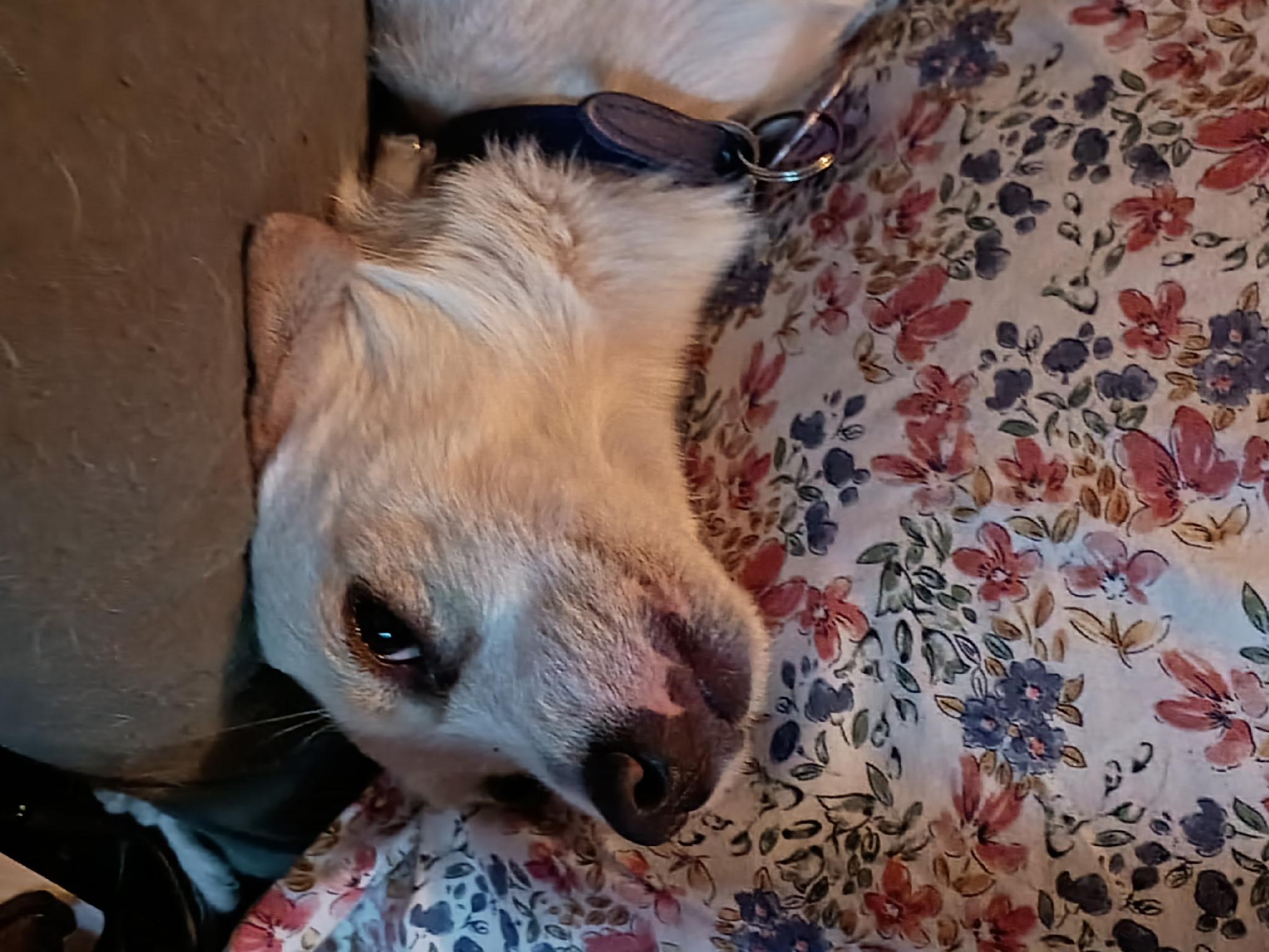 Enlarge Rufus, a ADOPTABLE mixed breed in Littleton, CO image 4/4