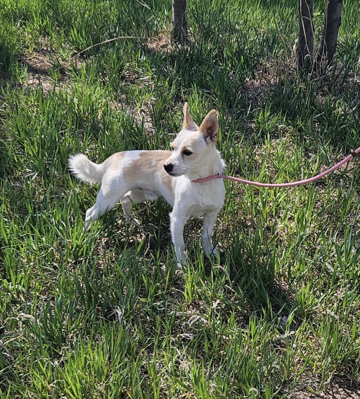 Rufus, a ADOPTABLE mixed breed in Littleton, CO image 2/3