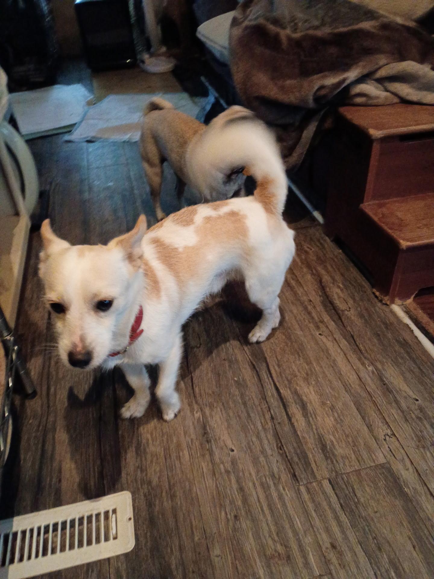 Rufus, ADOPTABLE, Adult Male West Highland White Terrier / Westie & Chihuahua.