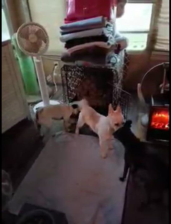 Enlarge Rufus, a ADOPTABLE mixed breed in Littleton, CO video 2/4