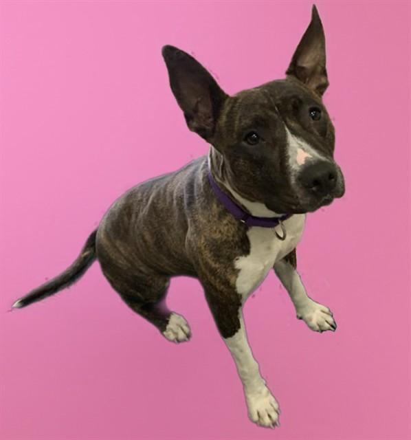 FLORENCE, Adoptable, Young Female Staffordshire Bull Terrier & Mixed Breed.