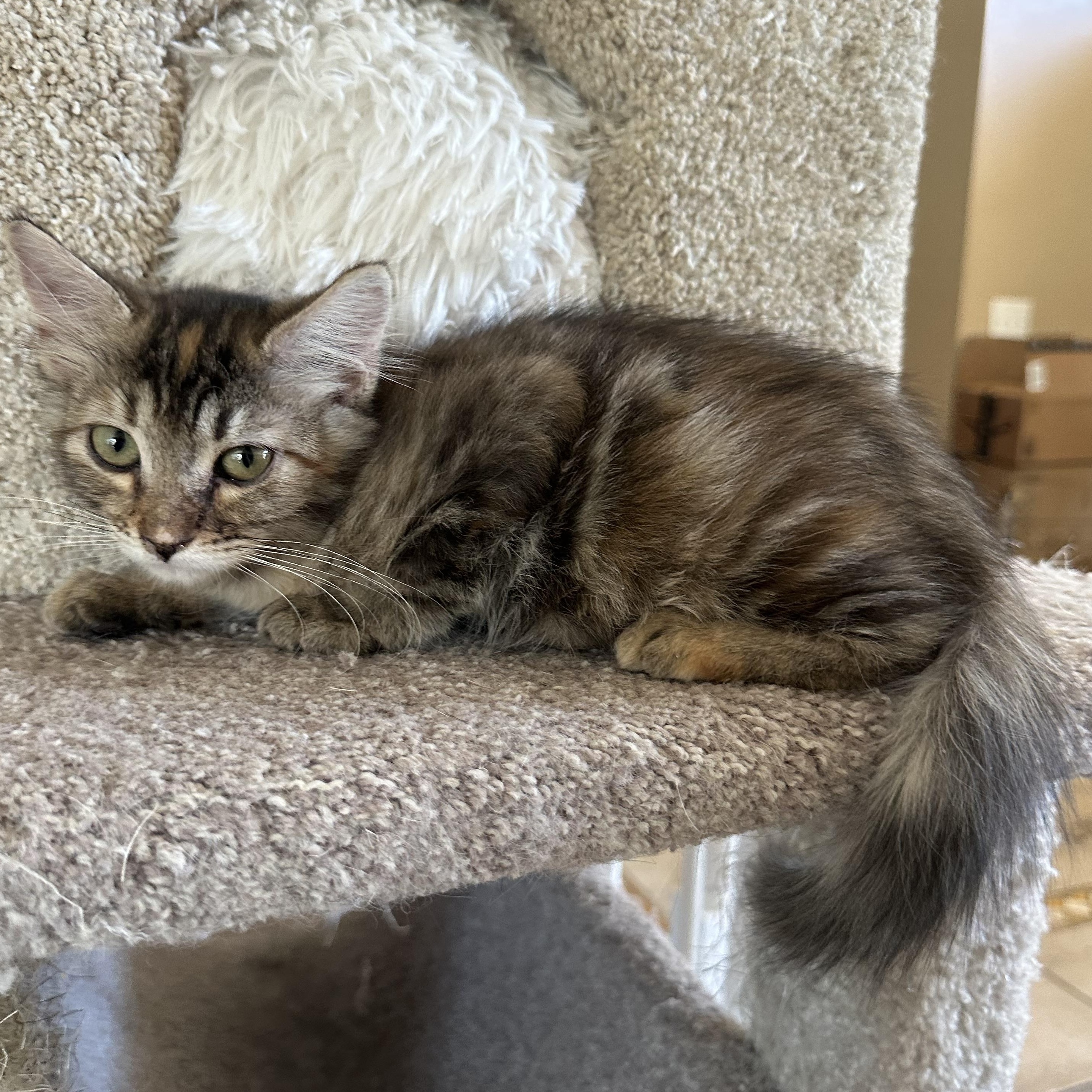 Enlarge Bambi P, an adoption pending Domestic Medium Hair in Glendora, CA image 2/4