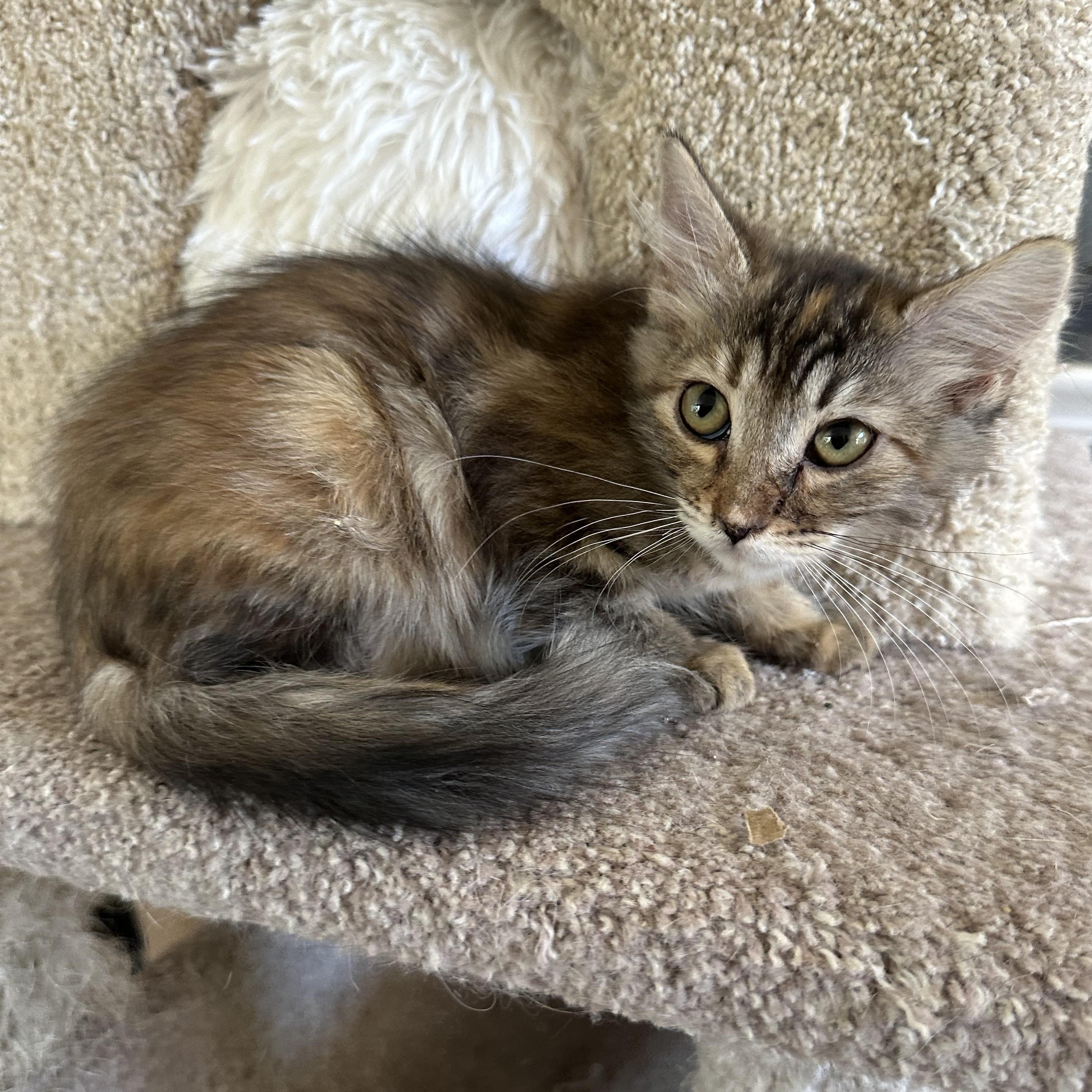 Enlarge Bambi P, an adoption pending Domestic Medium Hair in Glendora, CA image 3/4