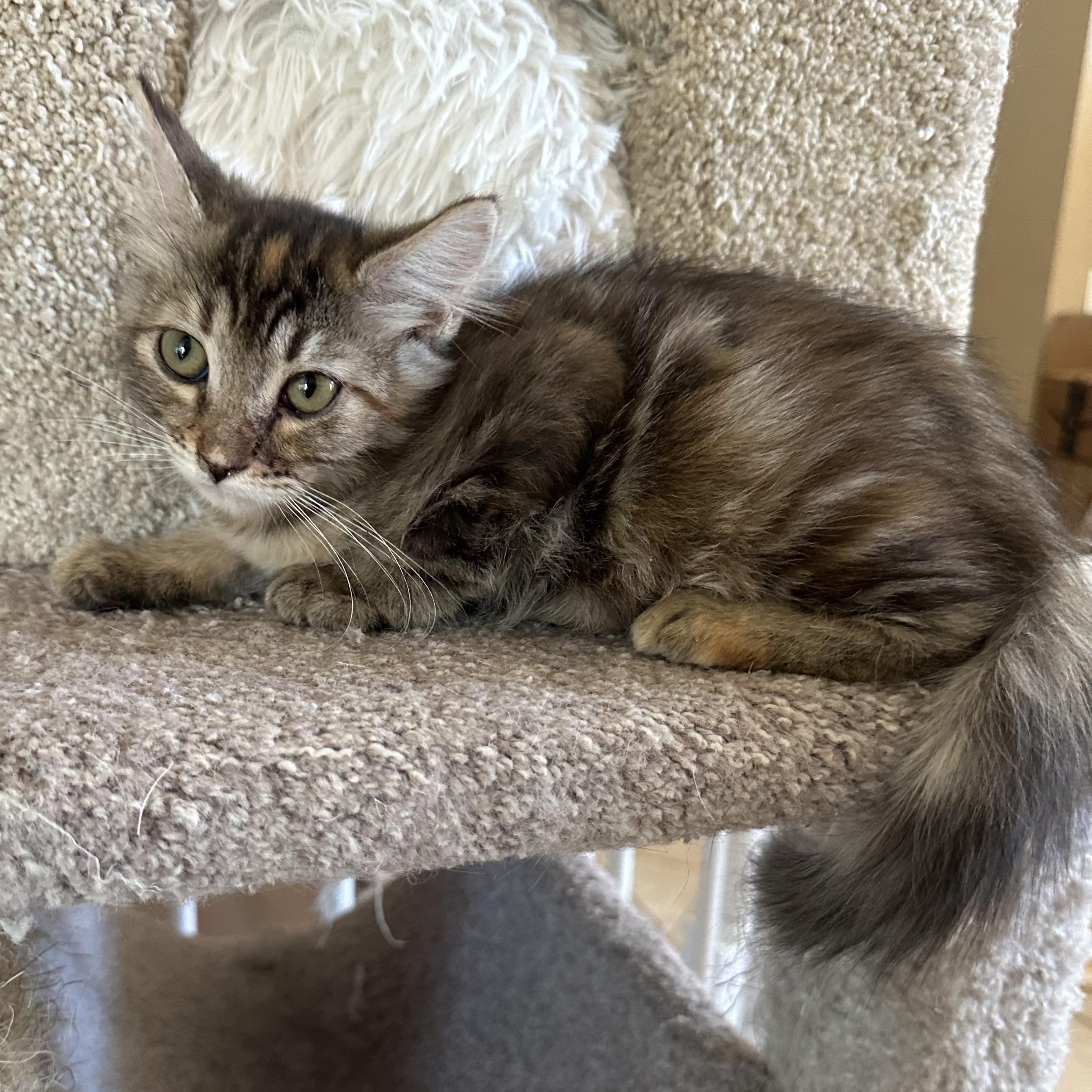 Enlarge Bambi P, an adoption pending Domestic Medium Hair in Glendora, CA image 4/4