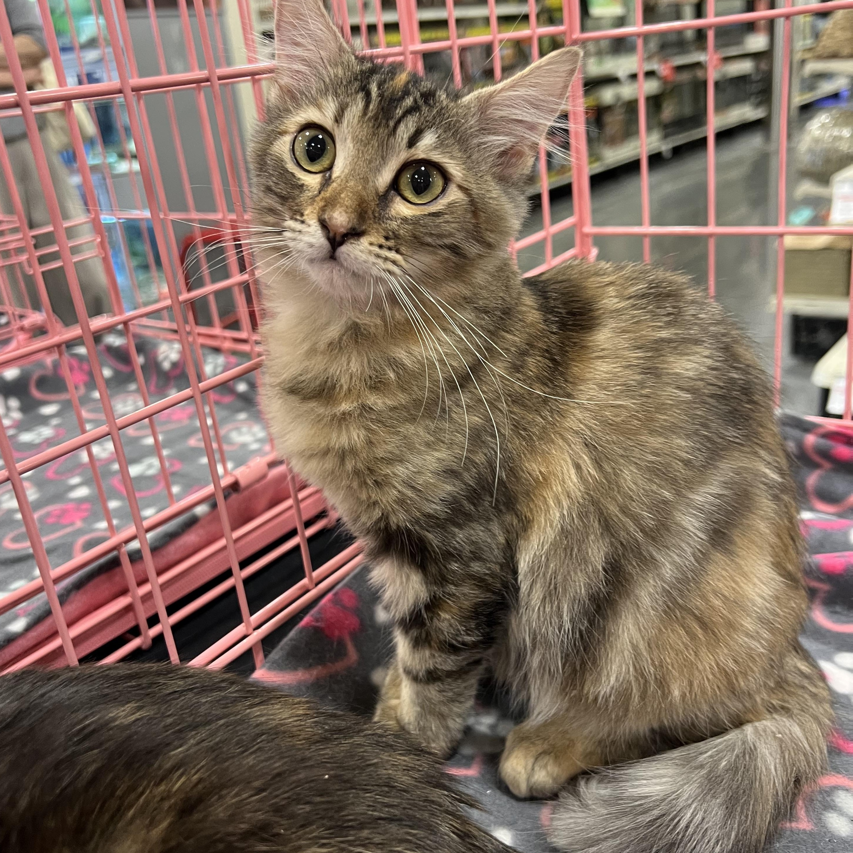 Enlarge Bambi P, an adoption pending Domestic Medium Hair in Glendora, CA image 1/4