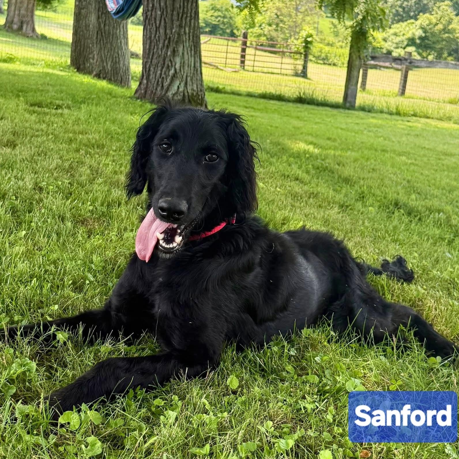 Sanford