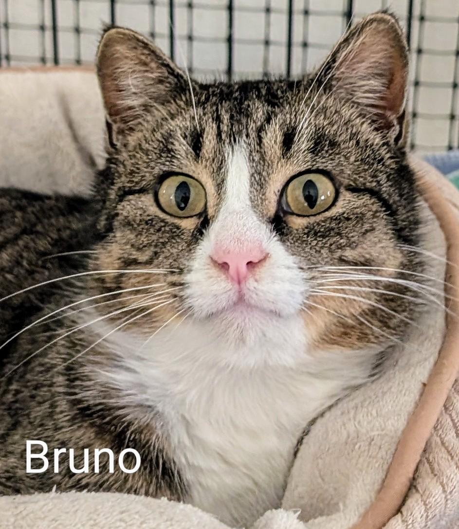 Enlarge Bruno, a ADOPTABLE Domestic Short Hair in Colfax, IA image 1/1
