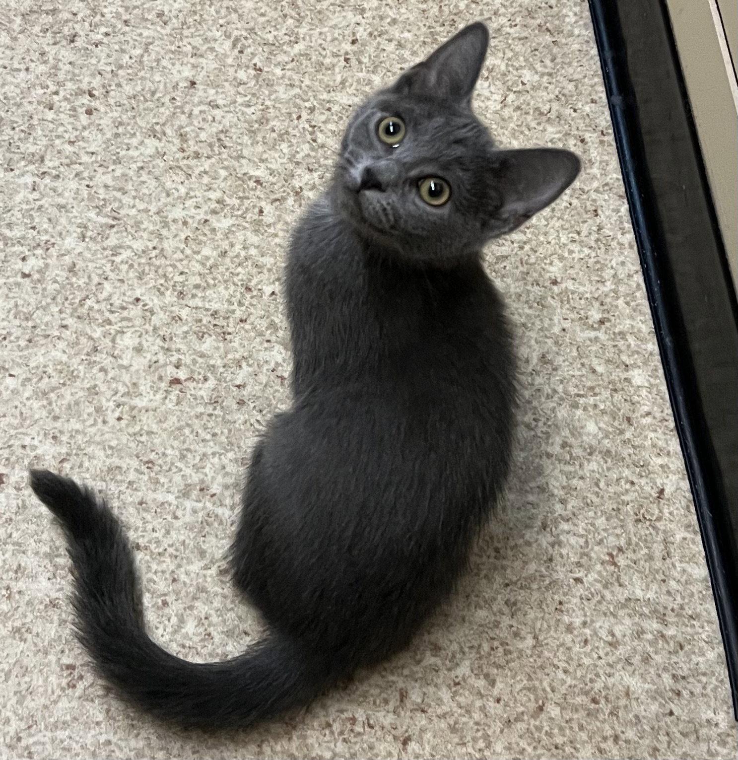 Possum, Adopted, Kitten Female Domestic Short Hair.