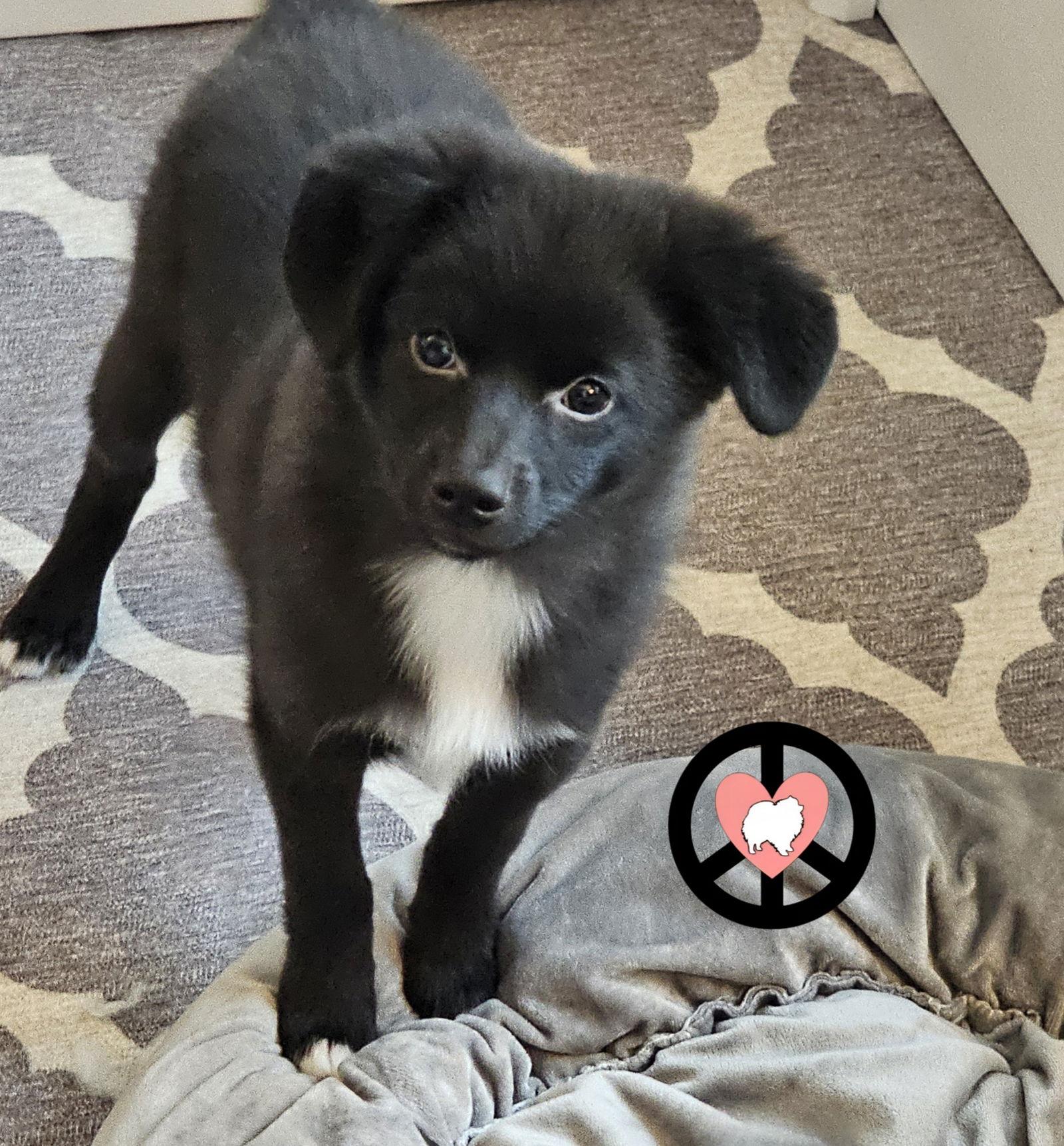 Berry, Adopted, Young Male Pomeranian.