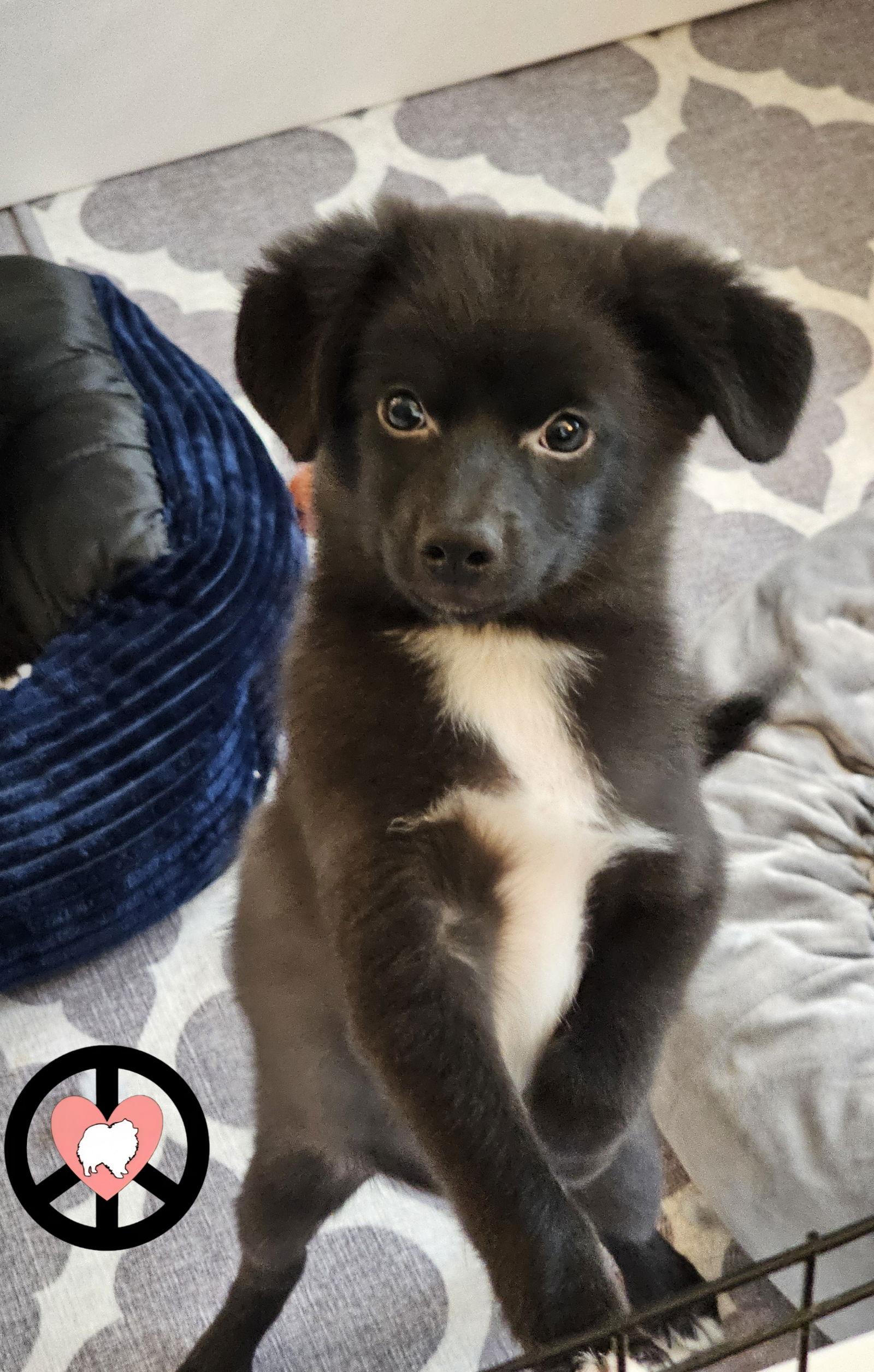 Berry, a Adopted Pomeranian in Lebanon, PA image 2/3