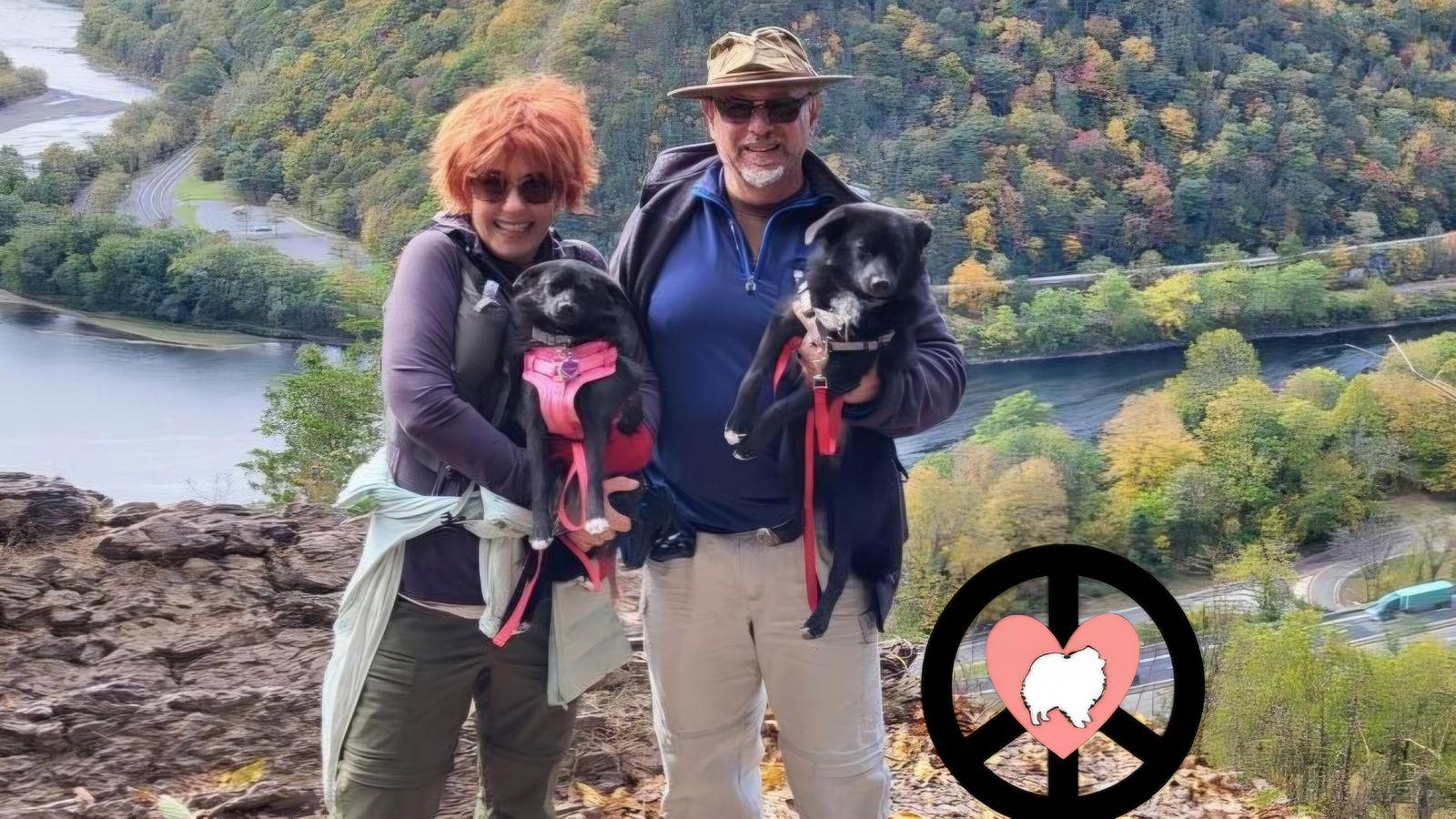 Berry, a Adopted Pomeranian in Lebanon, PA image 3/3