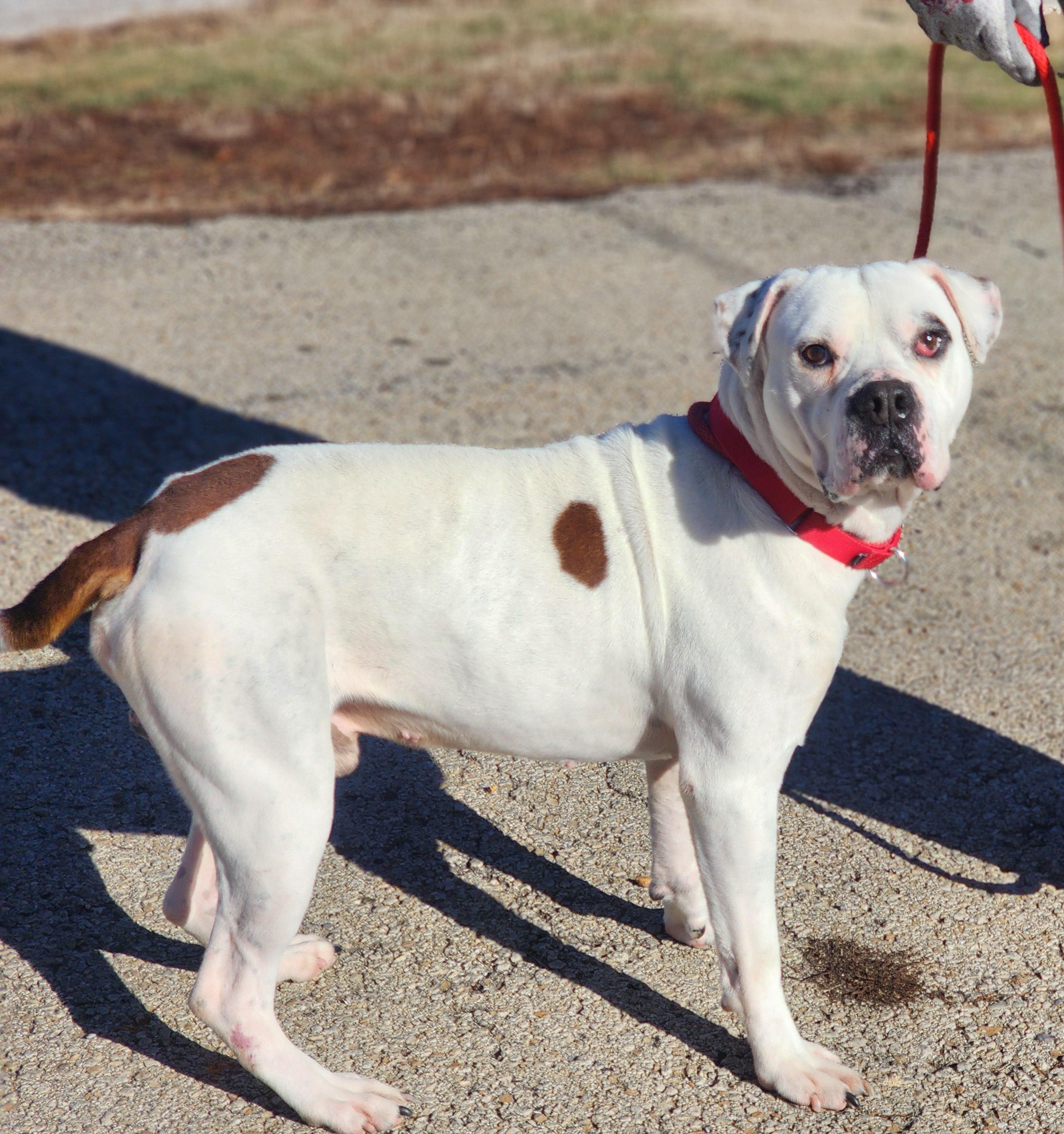 Enlarge Sully, a ADOPTABLE mixed breed in Clinton, MO image 2/2