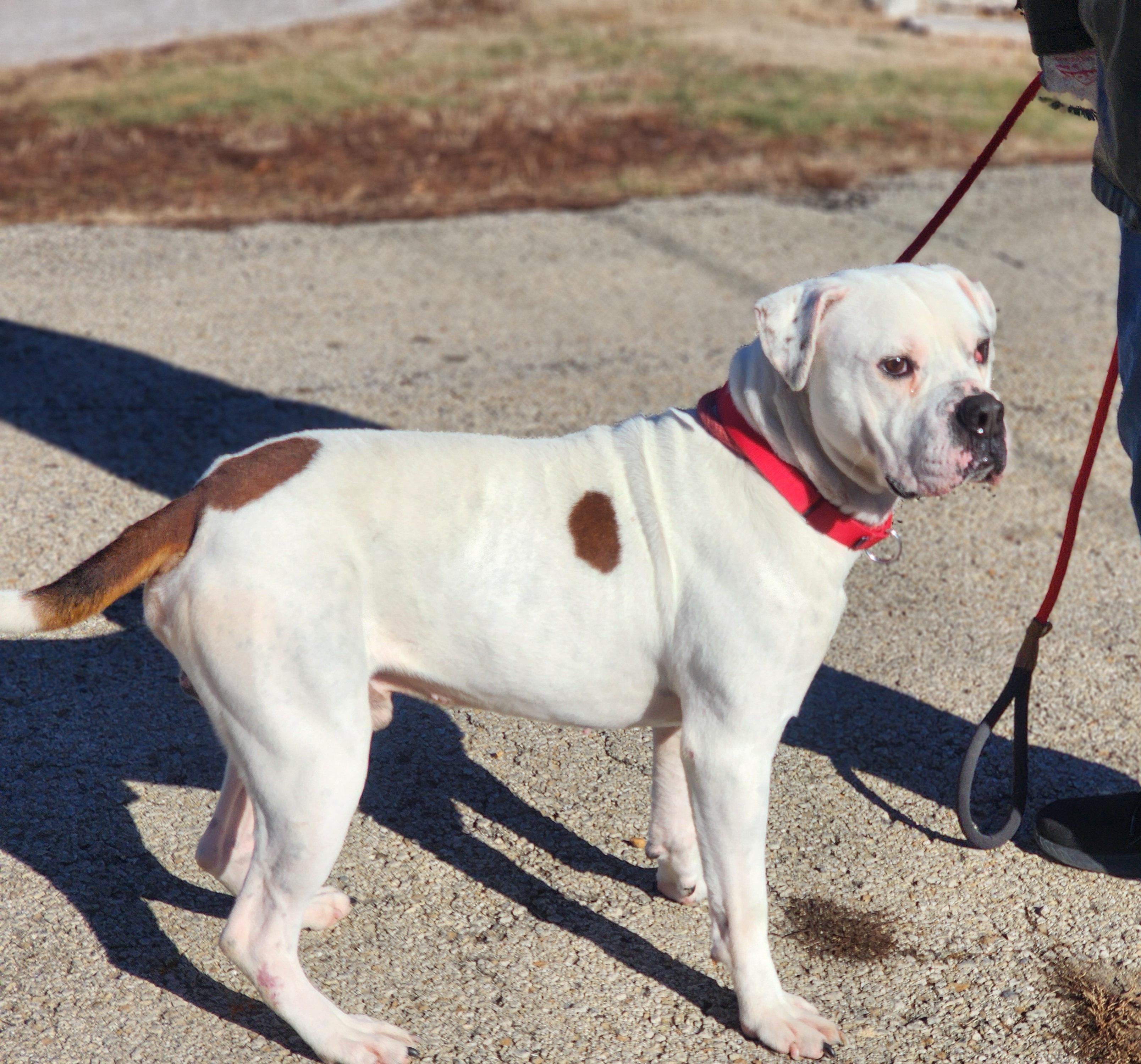 Enlarge Sully, a ADOPTABLE mixed breed in Clinton, MO image 1/2