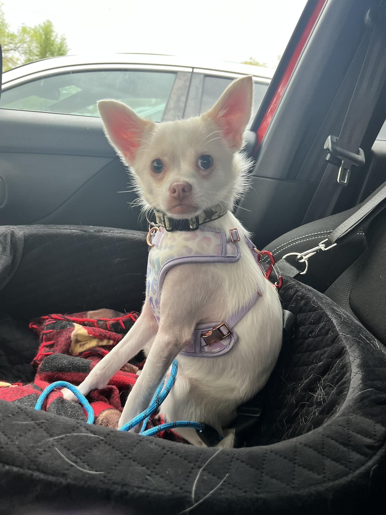 Enlarge Harvey, a ADOPTABLE Chihuahua in Salt Lake City, UT image 3/6