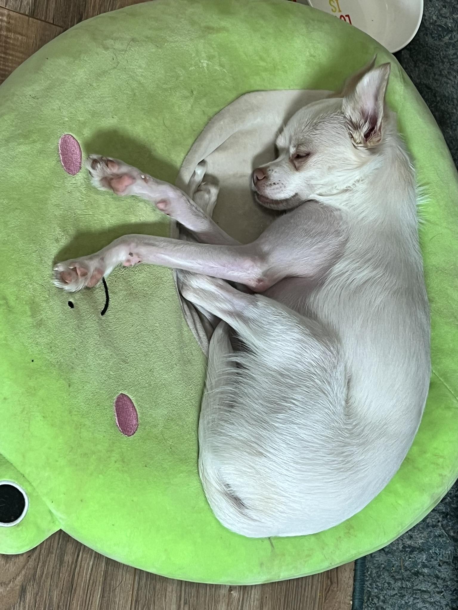 Enlarge Harvey, a ADOPTABLE Chihuahua in Salt Lake City, UT image 5/6