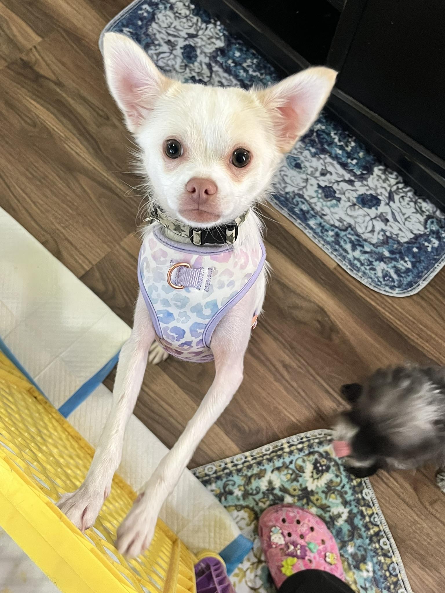 Enlarge Harvey, a ADOPTABLE Chihuahua in Salt Lake City, UT image 6/6
