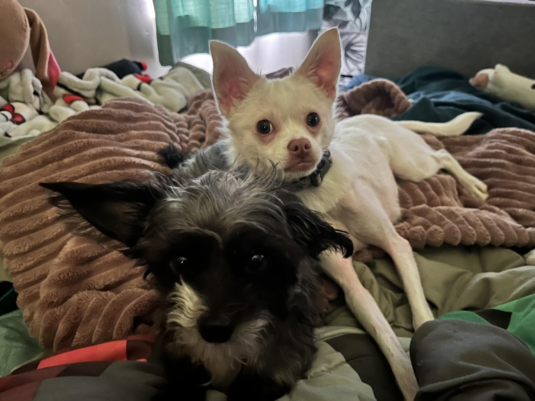 Enlarge Harvey, a ADOPTABLE Chihuahua in Salt Lake City, UT image 4/6