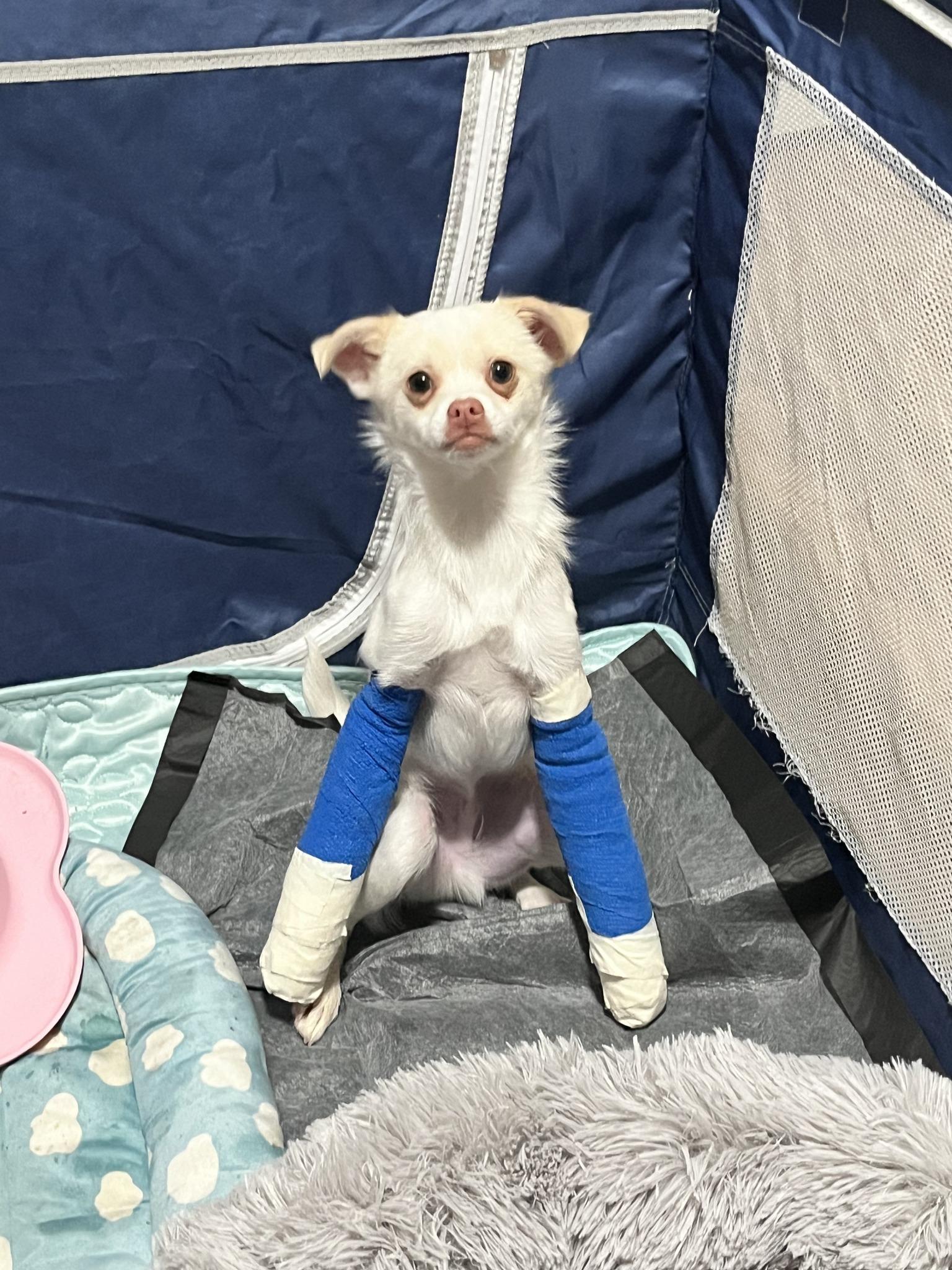 Enlarge Harvey, a ADOPTABLE Chihuahua in Salt Lake City, UT image 2/6