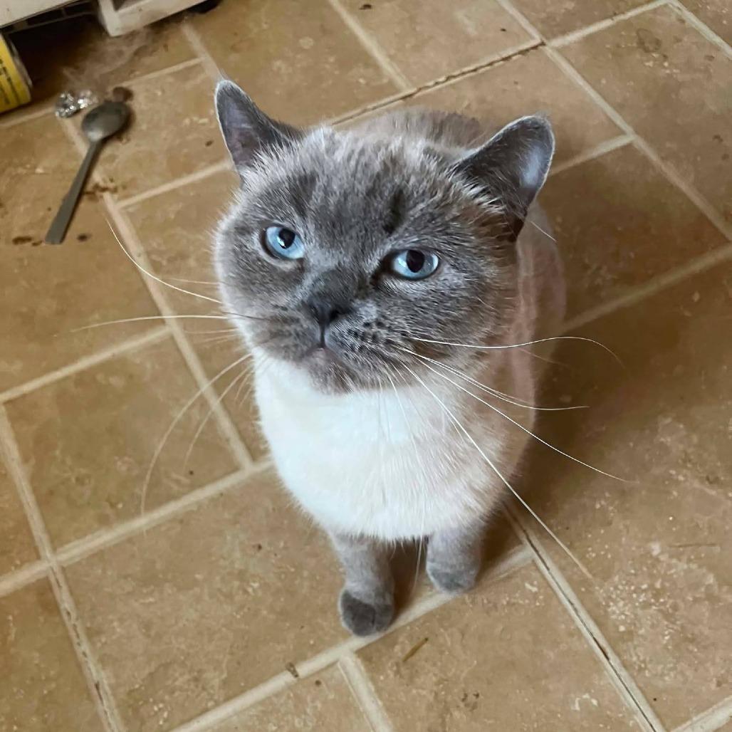 Misty, Adoptable, Adult Female British Shorthair.