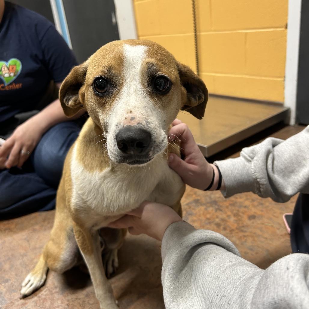 Enlarge Brodie, a Adoptable Hound in Morganton, NC image 1/1