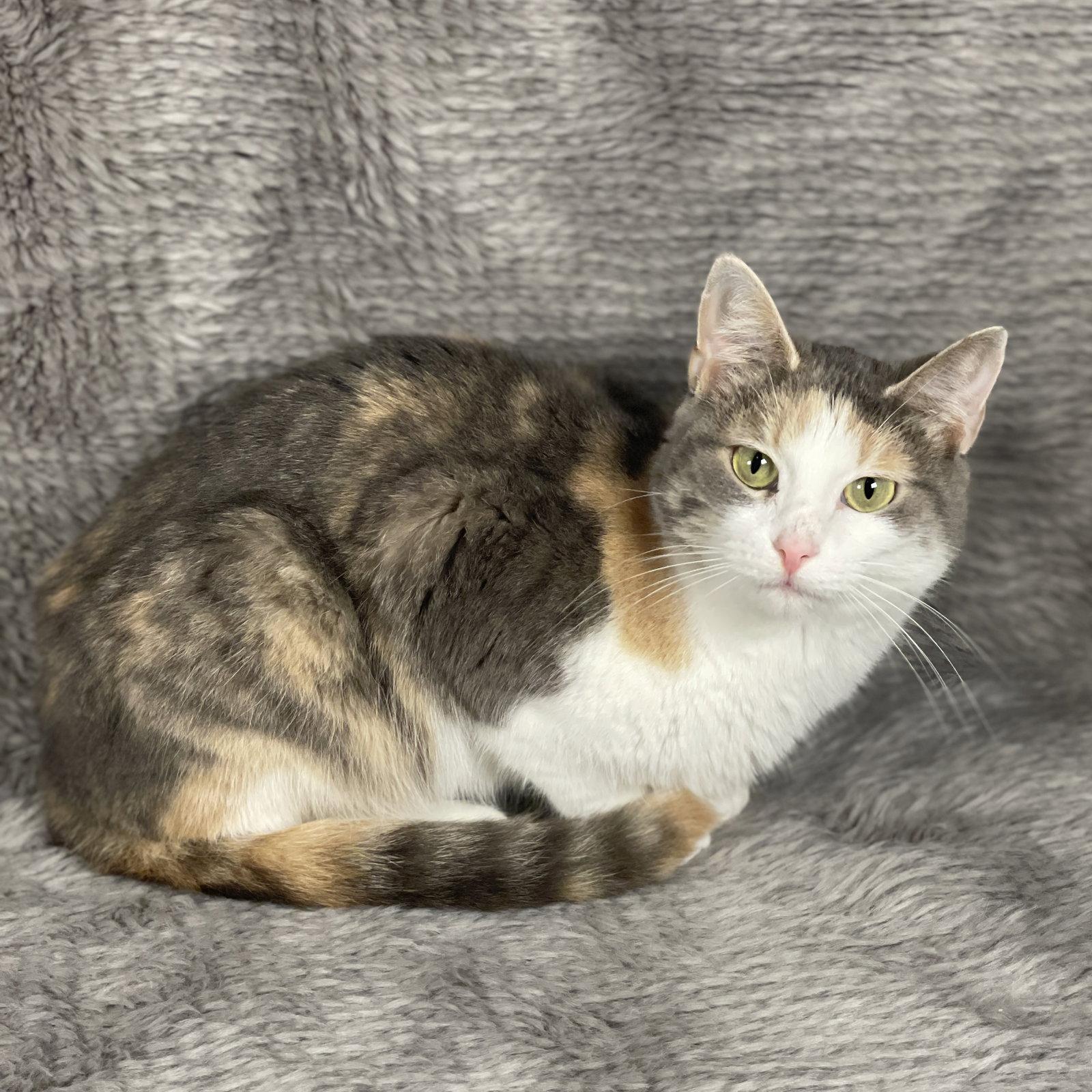 Patsy - Andrea foster, a Adoptable Domestic Short Hair in Social Circle, GA image 1/3