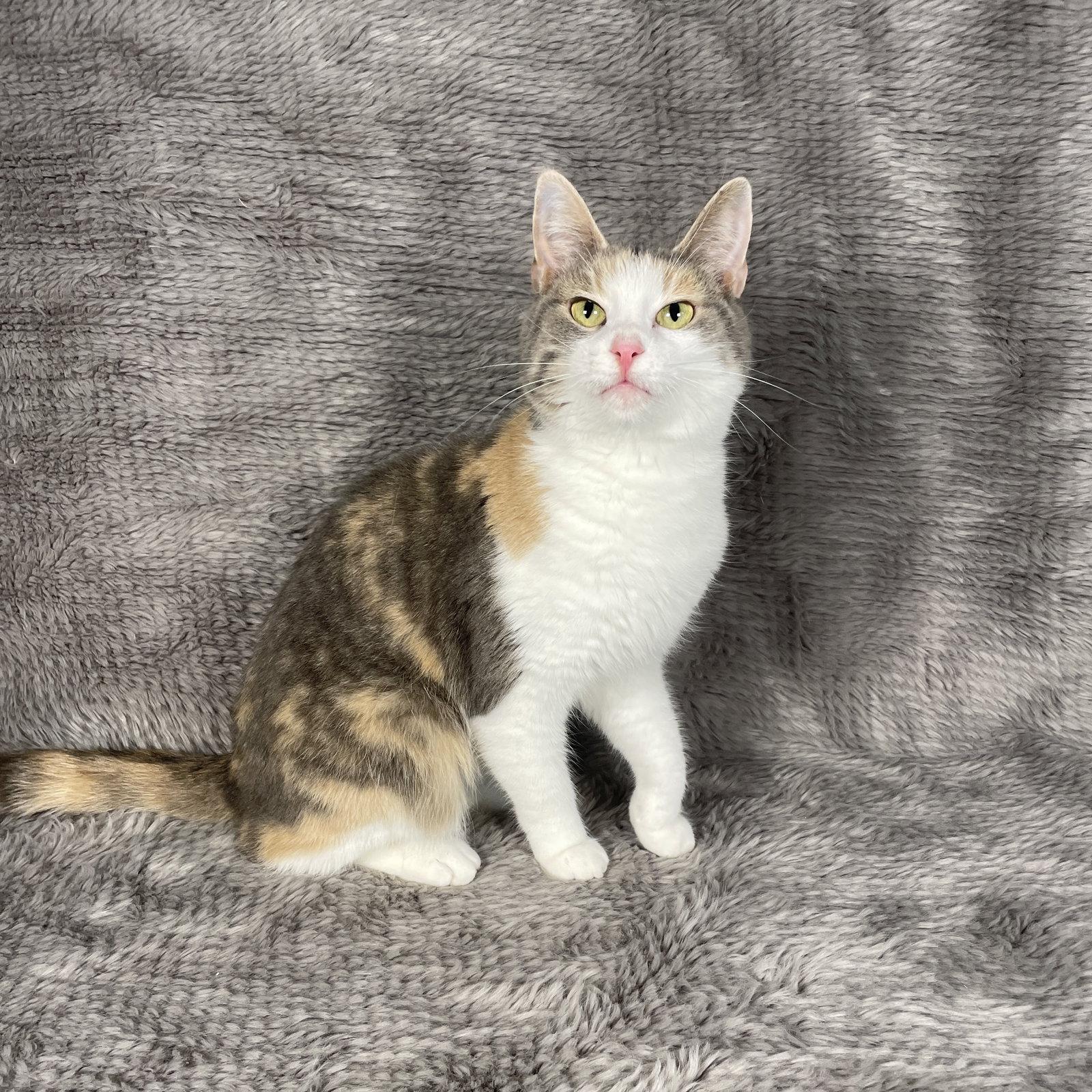 Patsy - Andrea foster, Adoptable, Adult Female Domestic Short Hair.
