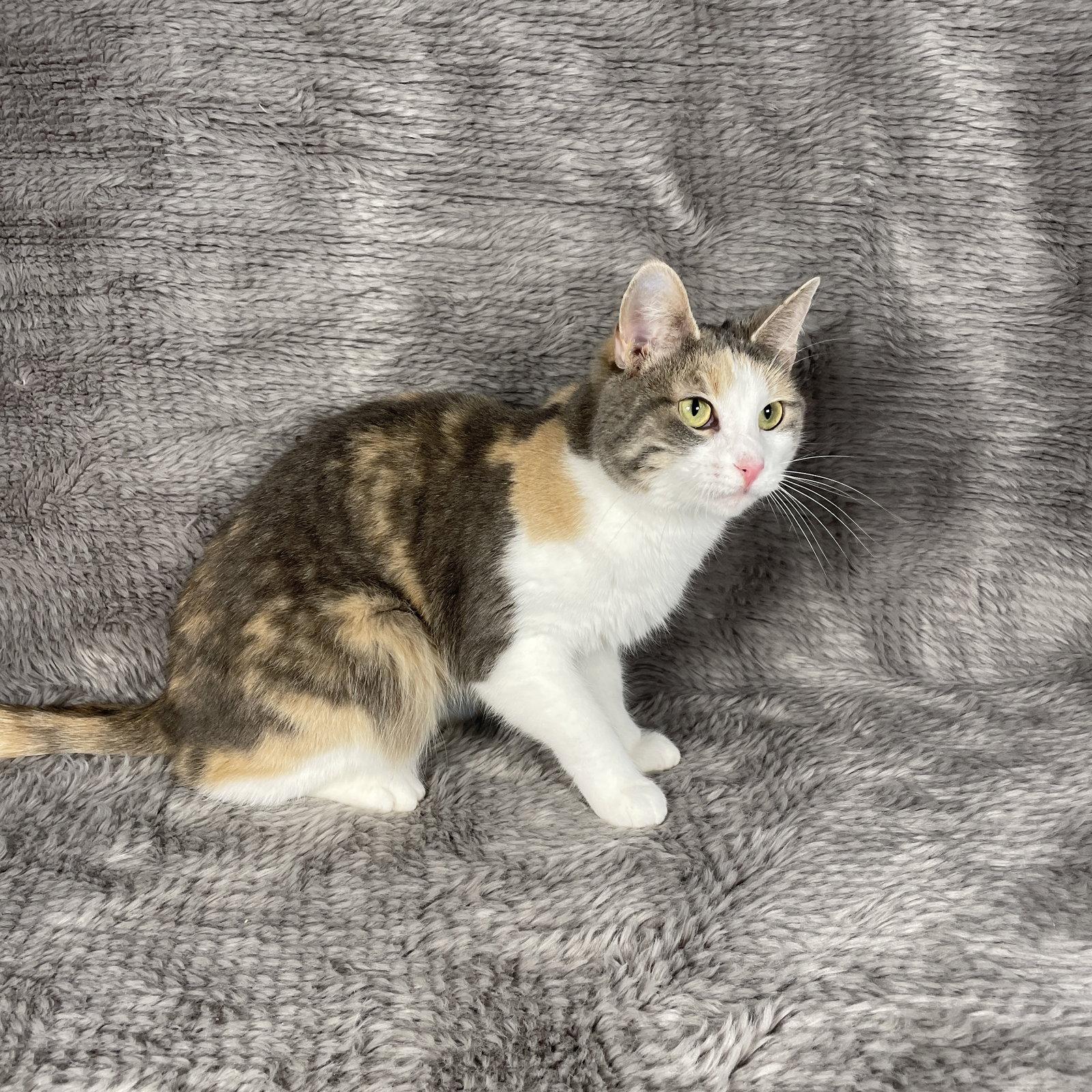 Enlarge Patsy - Andrea foster, a Adoptable Domestic Short Hair in Social Circle, GA image 2/2