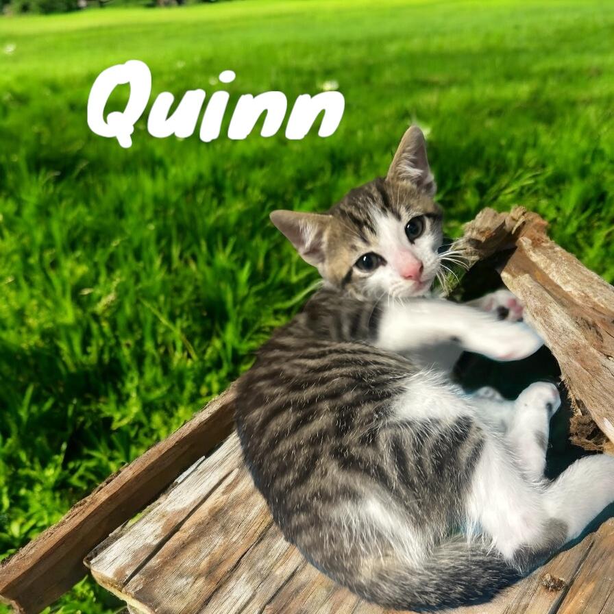 Quinn, Baby Male Domestic Short Hair