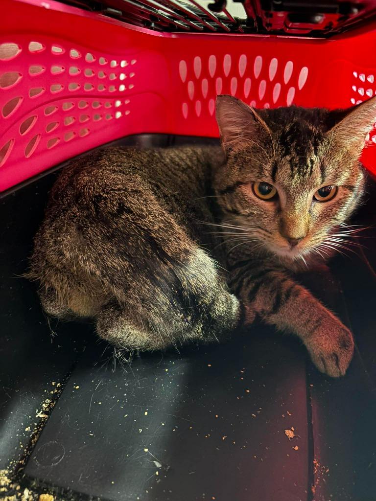 Jafar, Adoptable, Young Male Domestic Short Hair.