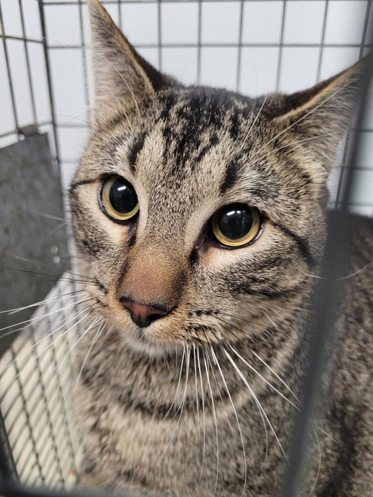 Enlarge Jafar, a Adoptable mixed breed in Republic, MO image 2/2