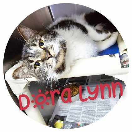 Dora Lynn, Adoptable, Adult Female Domestic Short Hair.