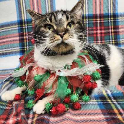 Enlarge Dora Lynn, a Adoptable Domestic Short Hair in Sullivan, IN image 2/2