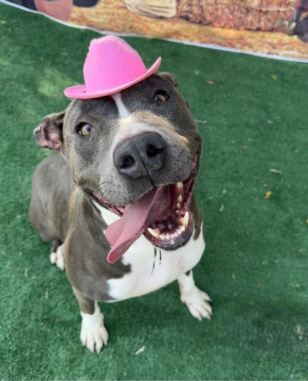 Chevy, Adoptable, Adult Female American Staffordshire Terrier.