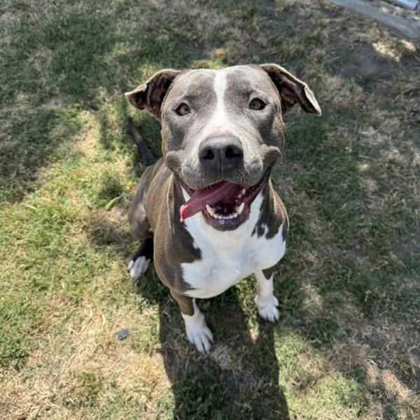 Chevy, a Adoptable mixed breed image 2/6