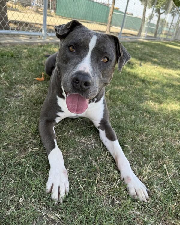 Chevy, a Adoptable mixed breed image 3/6