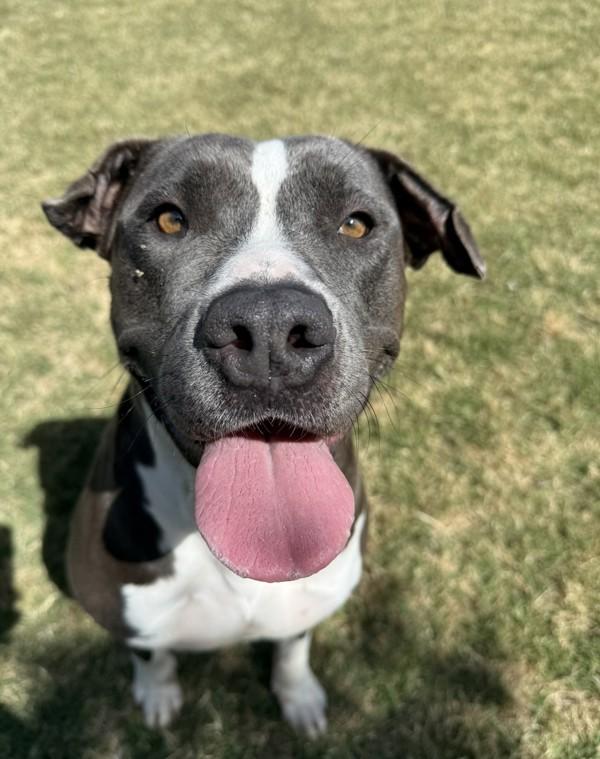 Chevy, a Adoptable mixed breed image 4/6