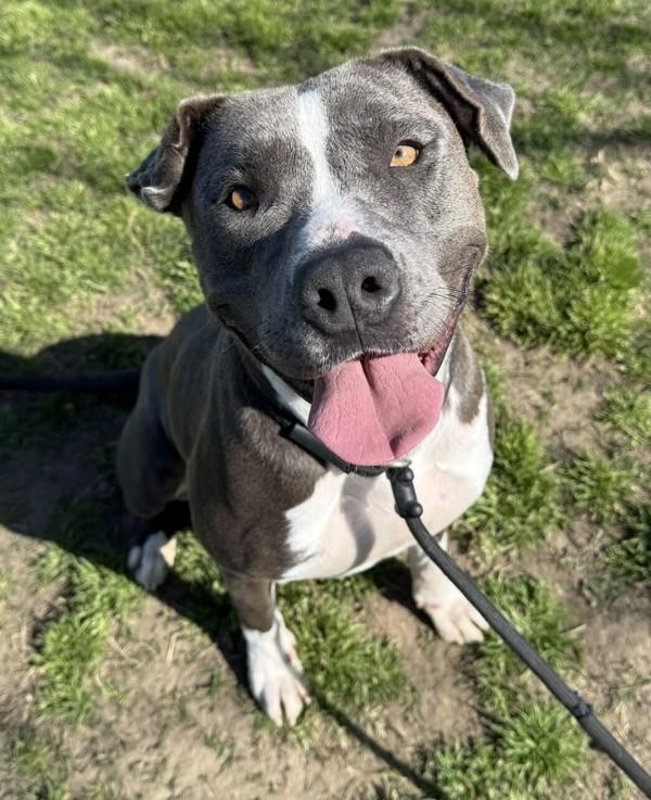 Chevy, a Adoptable mixed breed image 5/6