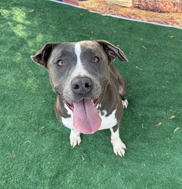 Chevy, a Adoptable mixed breed image 6/6