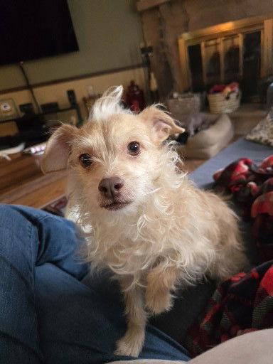 Cookie, Adopted, Adult Female Chihuahua & Terrier.