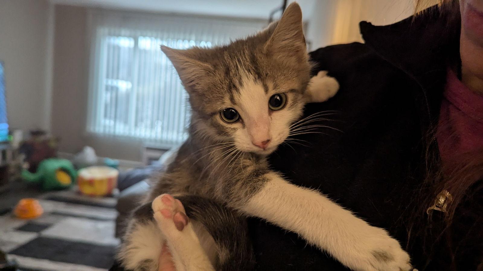 Paul, Adopted, Kitten Female Domestic Short Hair.