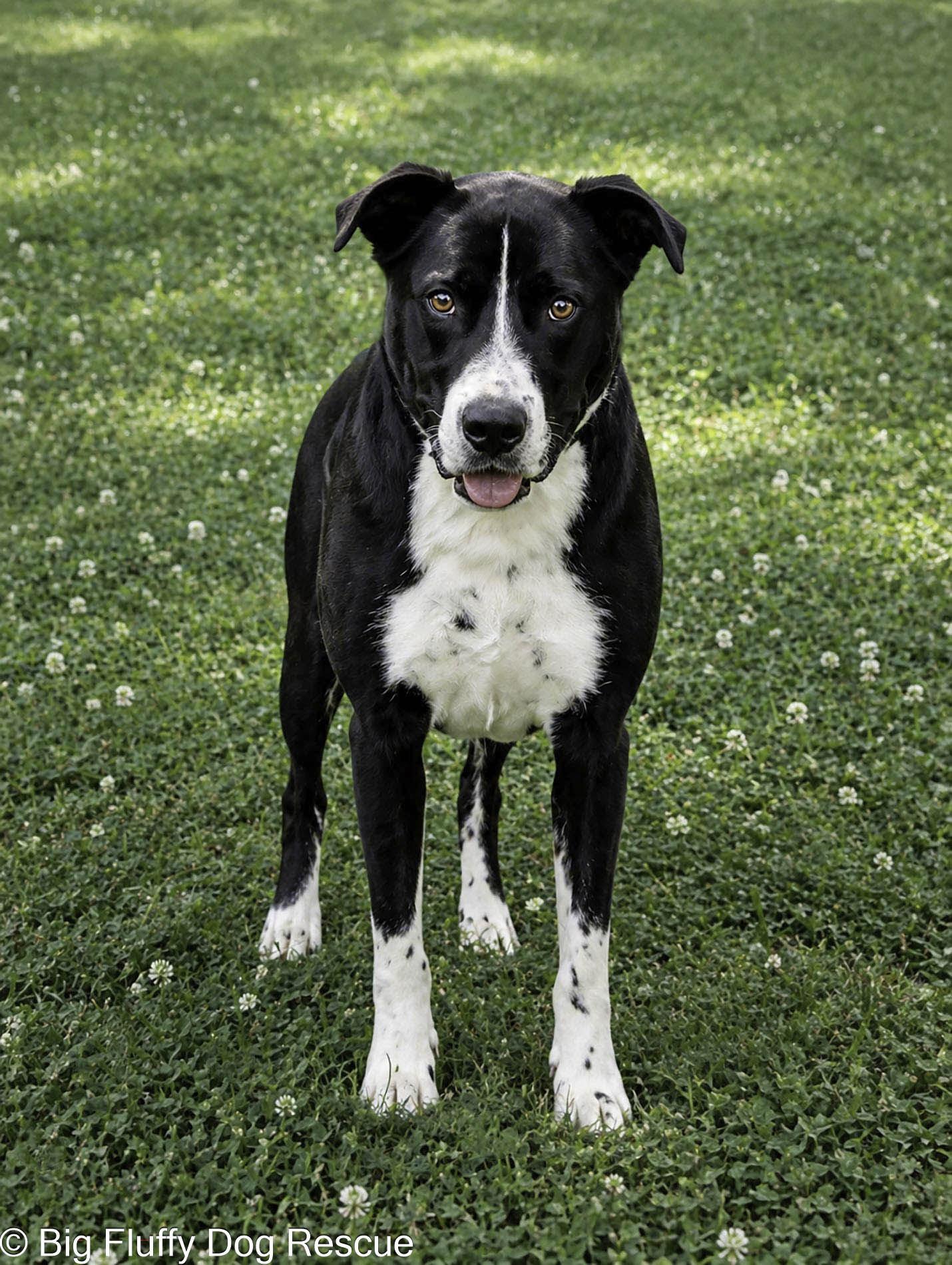 Enlarge Tux, a Adoptable mixed breed in Weston, WI image 3/6