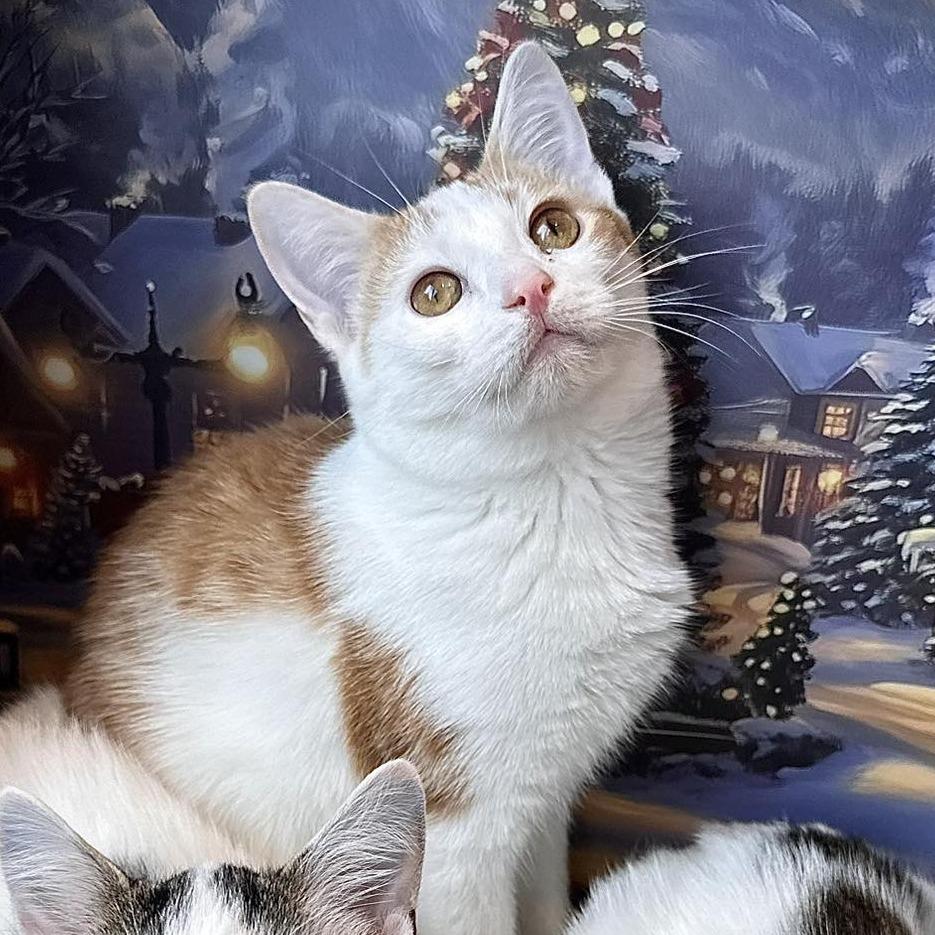 Bessie, Adoptable, Young Female Domestic Short Hair.