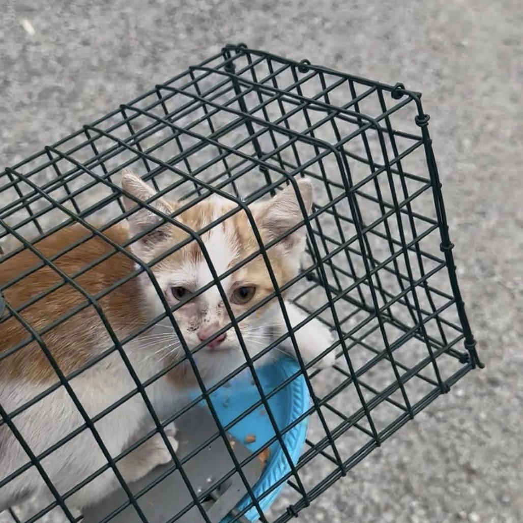 Enlarge Bessie, a Adoptable Domestic Short Hair in Leechburg, PA image 2/5