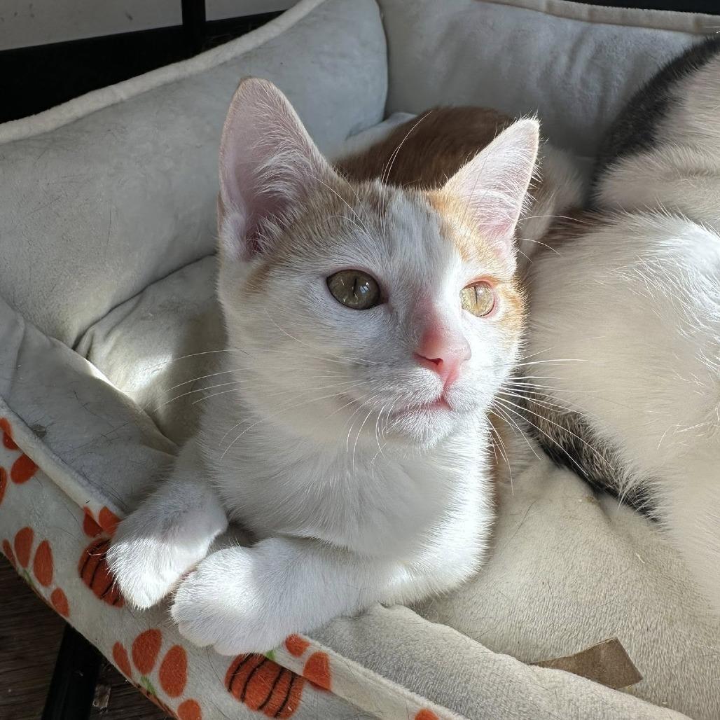 Enlarge Bessie, a Adoptable Domestic Short Hair in Leechburg, PA image 3/5