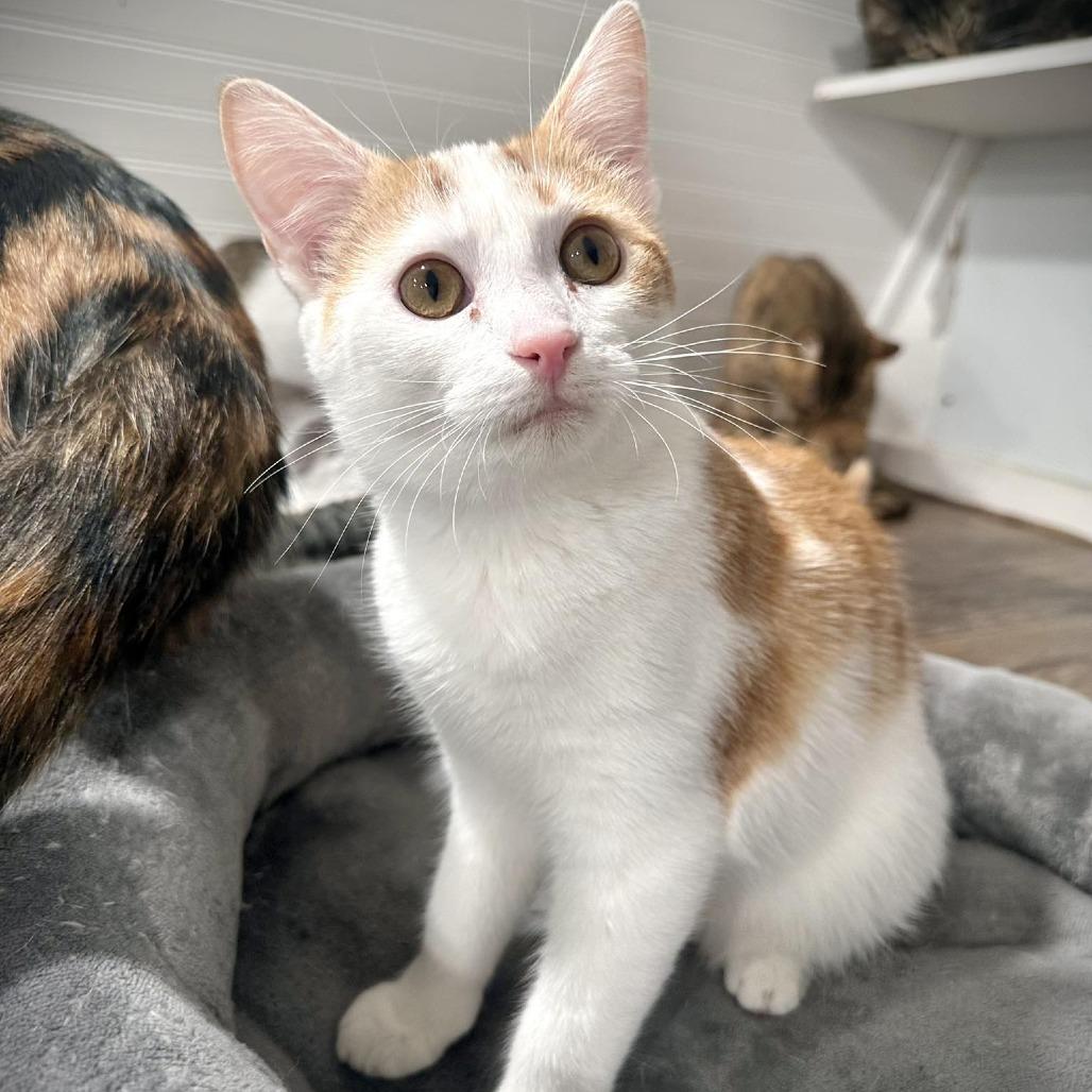 Enlarge Bessie, a Adoptable Domestic Short Hair in Leechburg, PA image 4/5