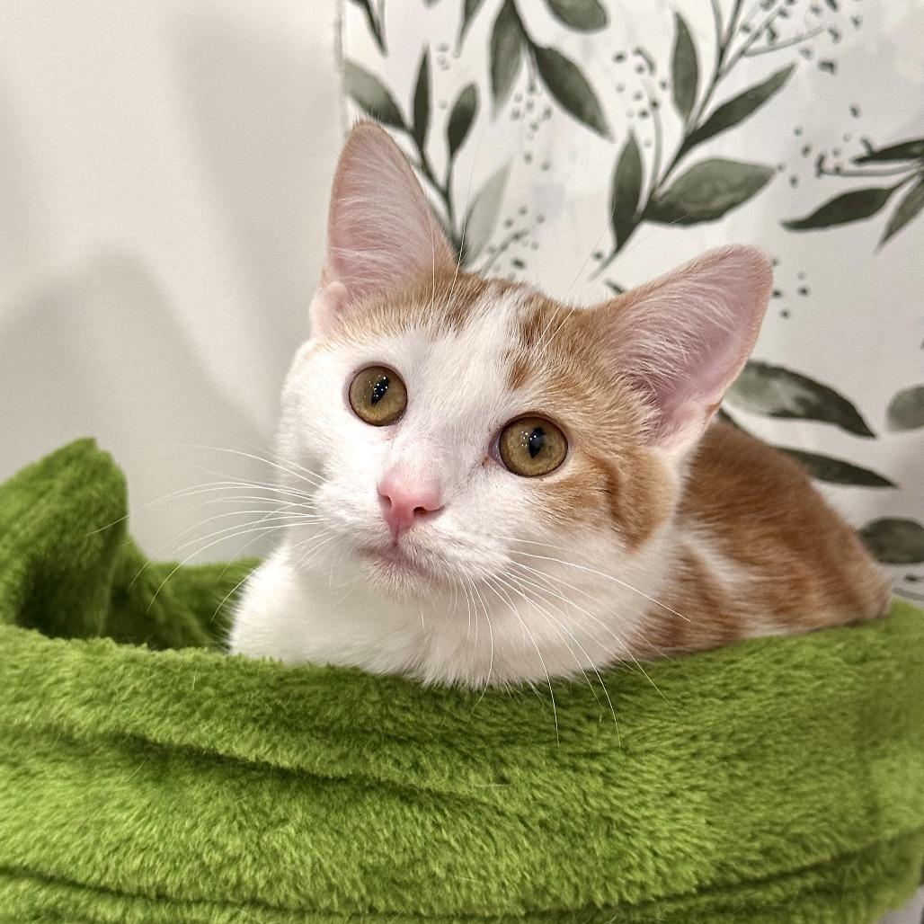 Enlarge Bessie, a Adoptable Domestic Short Hair in Leechburg, PA image 5/5